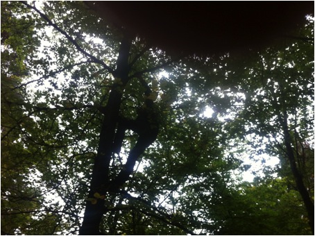 Meditationswanderung mit Frau Velz, Achim Hilgers klettert einen Baum hoch als Mutprobe.